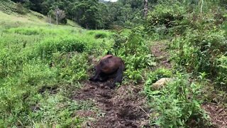 Our horse Ruby was down with colic the day after her herd mate died.