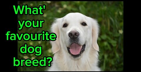Tell me what's your favourite dog breed