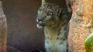 Rare Snow Leopard at Mexican Zoo