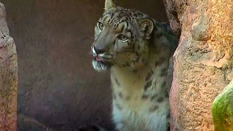 Rare Snow Leopard at Mexican Zoo