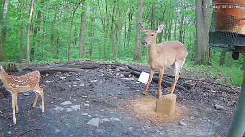 Bella with her fawn 5/23/22