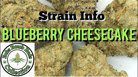 Blueberry Cheesecake By Big Buddha Seeds & From Buy Low Greens