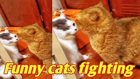 Funny cats fighting 2024 😂 Funny cats 😂 Funny animals 2024😂 Funny pets😂
