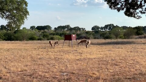 The Judge Brand Deer Feeder in Action