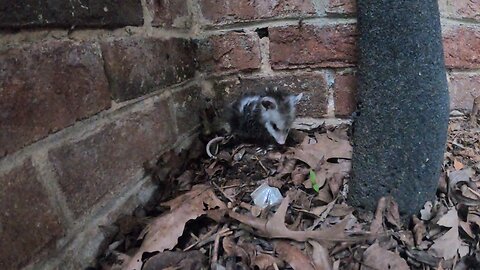 Baby Opossum