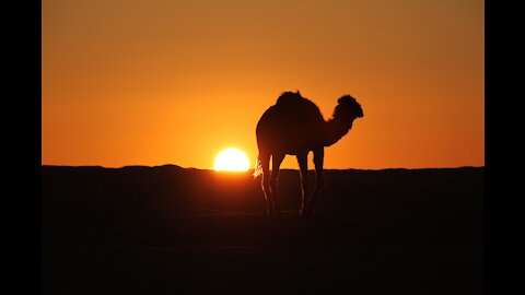 A girl walking barefoot in the sahara, standing with a camel