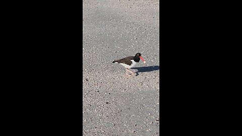 American Oystercatcher