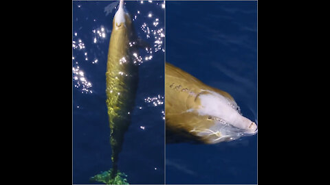 Beaked Whales: one of the most!!!