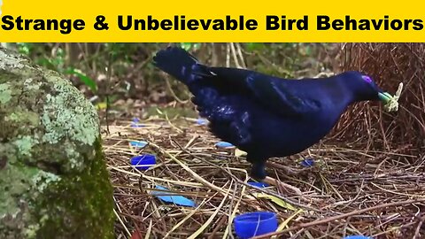 Strange & Unbelievable Bird Behaviors