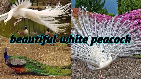 Beautiful white peacock