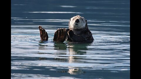 The Fascinating World of the Sea Otter/with FREE Activity Workbook Download!