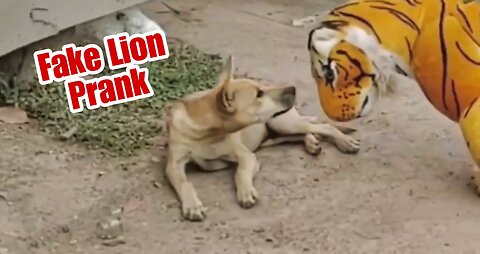 Fake lion prank | Must watch full video for enjoyment | creativeprank