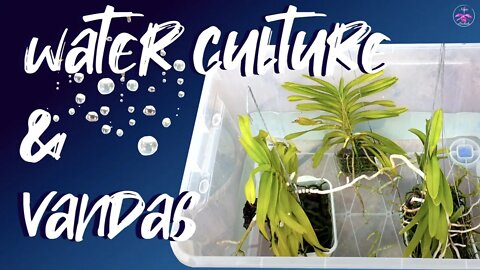 WATER CULTURE | The WET / DRY CYCLE without media for bare root #vandas