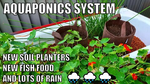 Aquaponics System 🐟 Ginger 🌱 Black Turmeric 🌿 & Lime Tree 🍋