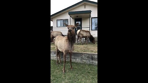 Docile elk suddenly chargers at photographer
