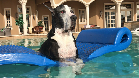 Beautiful Great Dane Relaxes on Pool Floatie