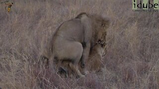 WILDlife: Twilight Pairing Lions