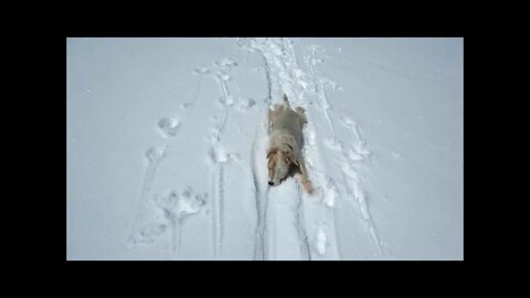 Sierra Jack Russell Terrier was too hot backcountry skiing