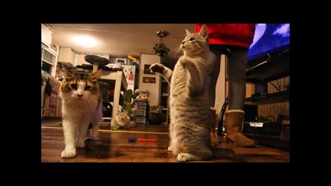 Heartwarming Kitty Playtime