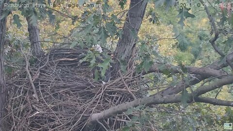Hays Eagles Dad makes a beautiful fly-in with leaves 2021 10 21 14:16
