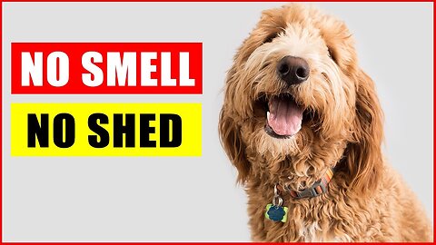 Fur-Friendly Homes: Top 14 Dog Breeds That Don't Shed or Smell 🐶✨