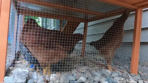 My Backyard Chickens - Episode 44