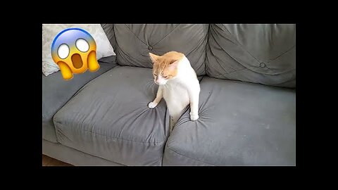 Silly Cats and Dogs Of The Month | Best Funny Animals 2022 Compilation