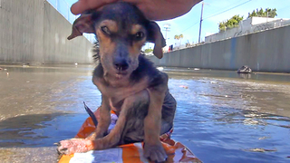 Little Dog Gets Rescued From The River And Makes A Miraculous Recovery