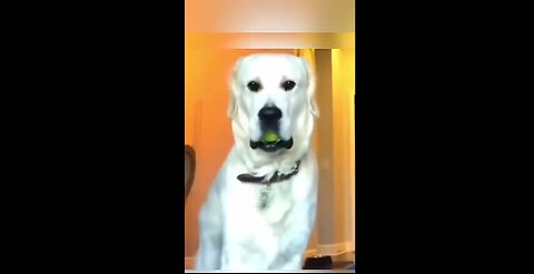 Funny Dogs Video Compilation