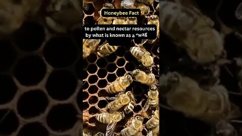Honeybee Waggle Dance 🐝💃 #honeybee #beekeeping