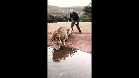 scring a lion