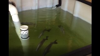 Aquaponics setup with Barramundi