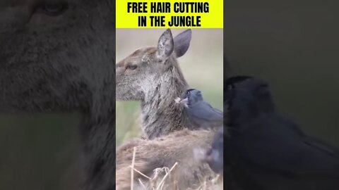 Free Hair Cutting In The Jungle | Funny Animal Video #shorts