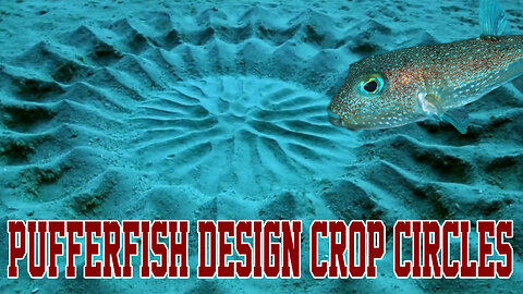 Pufferfish design 'crop circles' 2024 - Horrifying Discovery In The World