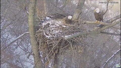 Hays Eagles Mom and Dad fly to the nest after the Squirrel 2722 13:08