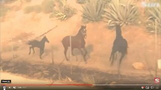 A Good Horsy Rescue Video - Good Lead Horse Goes Back To His Family