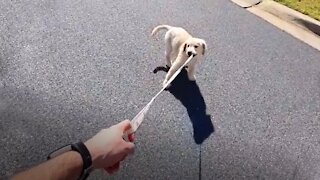Golden Retriever Puppy Tries To Take Her Owner For A Walk