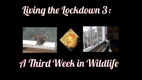 Living The Lockdown 3 : A Third Week In Wildlife