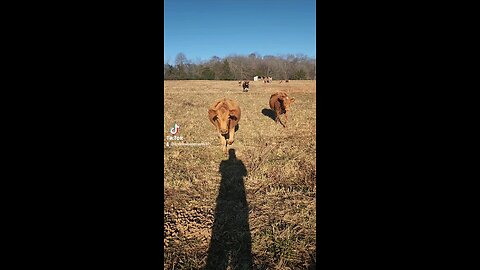 Happy cows and calves.