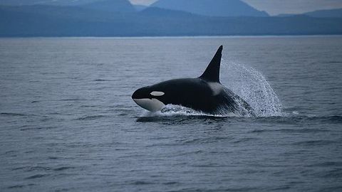 Killer Whales Hunt For Dinner In Front Of Spectators