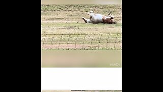 Horses enjoy a good roll to scratch their back after a long trail ride