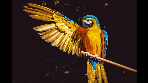 Macaw Birds | information | wild Birds | 4k video | Amazing video