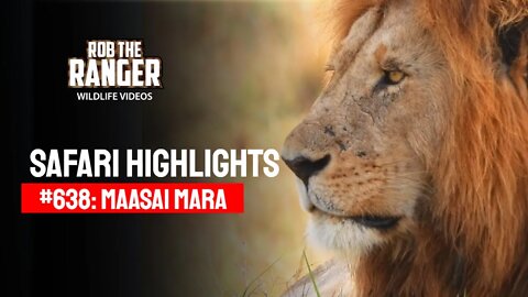 Safari Highlights #638: 19 & 20 Sep 2021 | Maasai Mara/Zebra Plains | Latest Wildlife Sightings