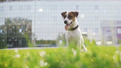 Cute Jack Russell terrier in park