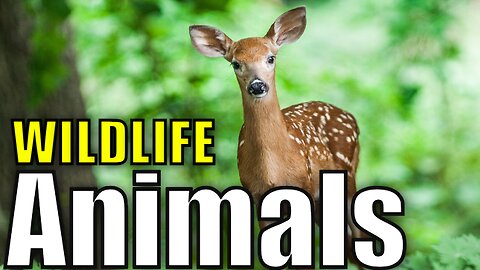Wildlife Animals - Safari Moments - Forest -