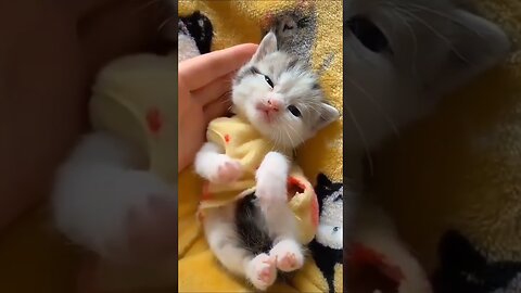 Cute Kitten 🐈🥰❤