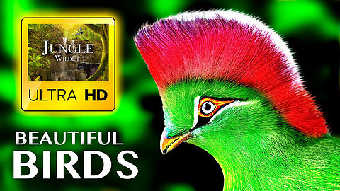 The Greatest BIRD COLLECTION in 60FPS HDR