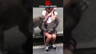 macaco fazendo sacanagem no colo da turista 😂😂😂