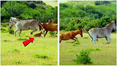 A young hartebeest attacked by zebras, Herbeast's mother got angry see what....