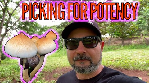 WHEN TO PICK CUBENSIS FOR PRIME POTENCY